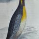 Original ornithological plate " Guillemot - Puffin - &c.. Buffon (1837)