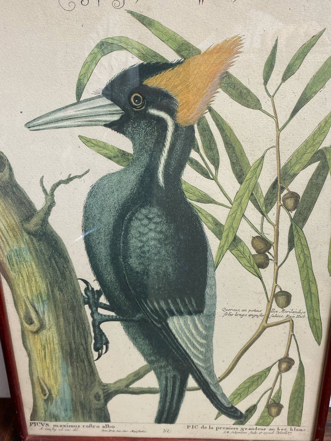 Ornithological posters