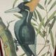 Ornithological posters
