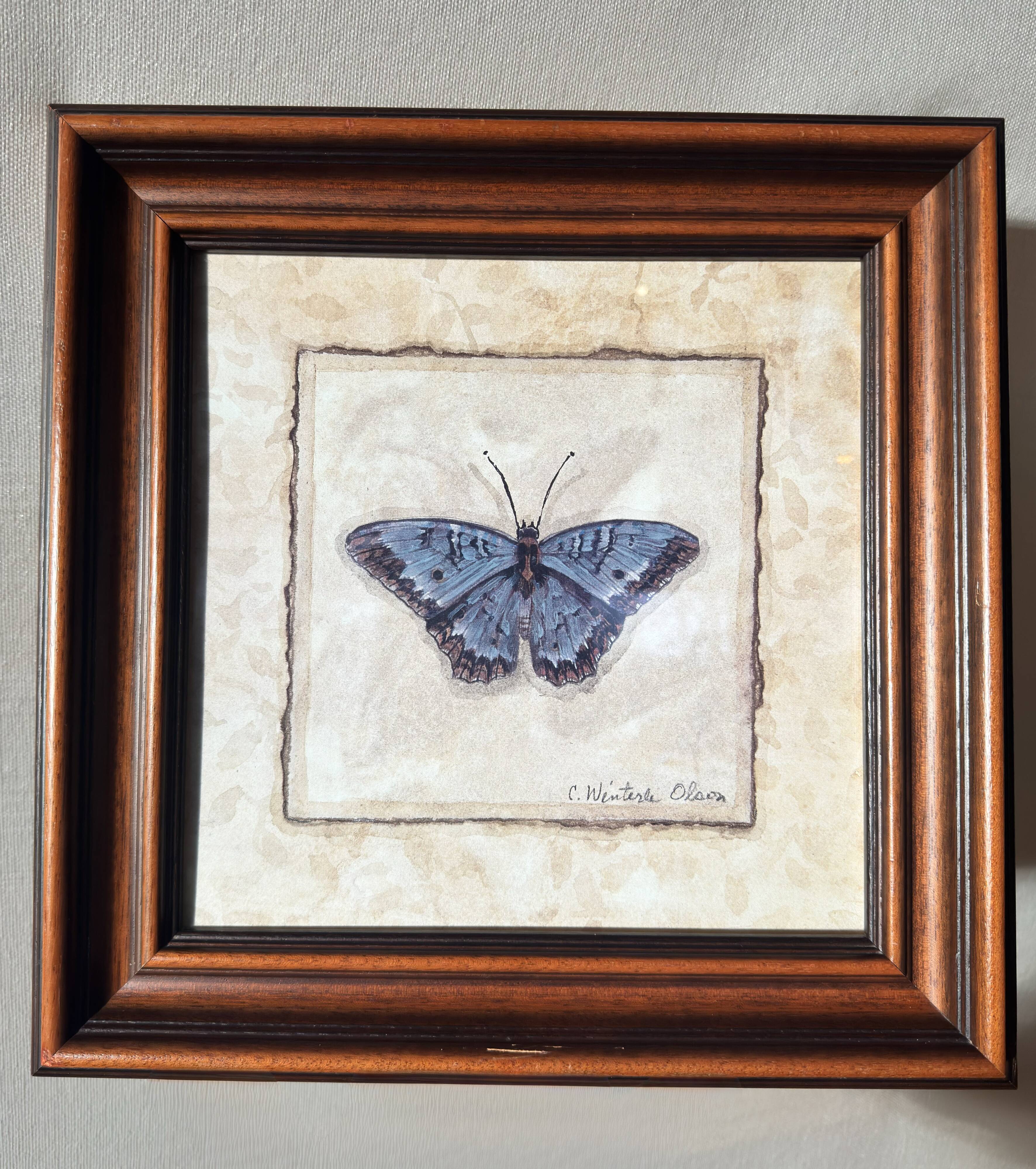 Framed naturalistic illustration of a butterfly, 36 x 36 cm.