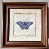 Framed naturalistic illustration of a butterfly, 36 x 36 cm.