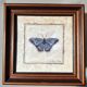 Framed naturalistic illustration of a butterfly, 36 x 36 cm.