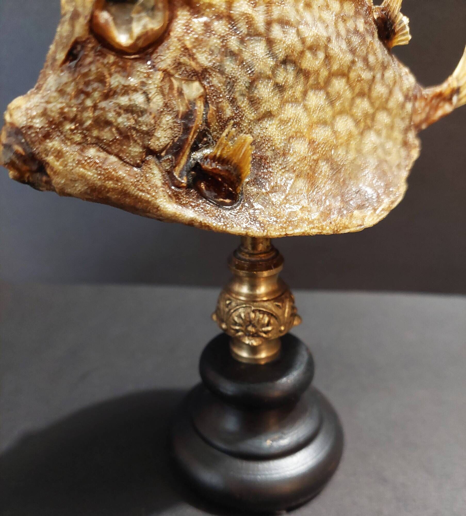 Cabinet of Curiosities naturalized fish tetrosomus concatenatus on base
