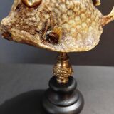 Cabinet of Curiosities naturalized fish tetrosomus concatenatus on base