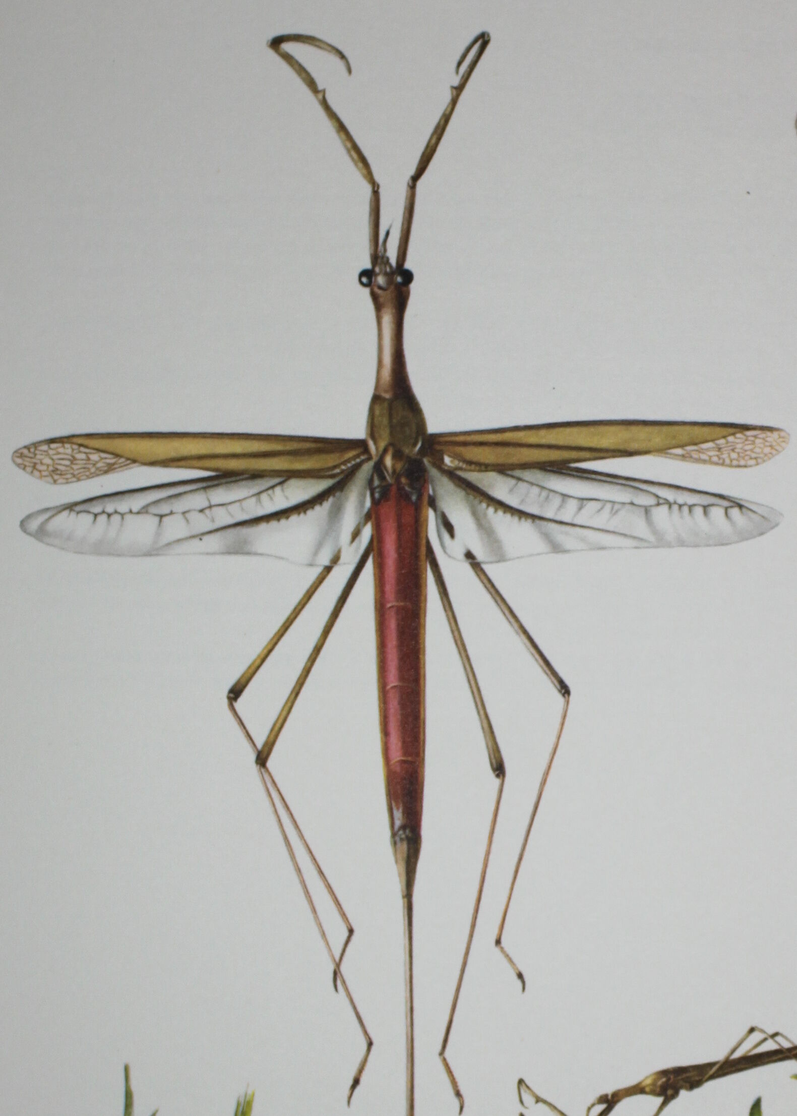 Ranatre and ashy nepe| 1961 | Insect Heteroptera| Original pedagogical board| Entomology