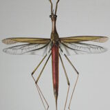 Ranatre and ashy nepe| 1961 | Insect Heteroptera| Original pedagogical board| Entomology