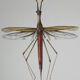 Ranatre and ashy nepe| 1961 | Insect Heteroptera| Original pedagogical board| Entomology