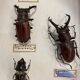 Boîte entomologie vitrine insectes