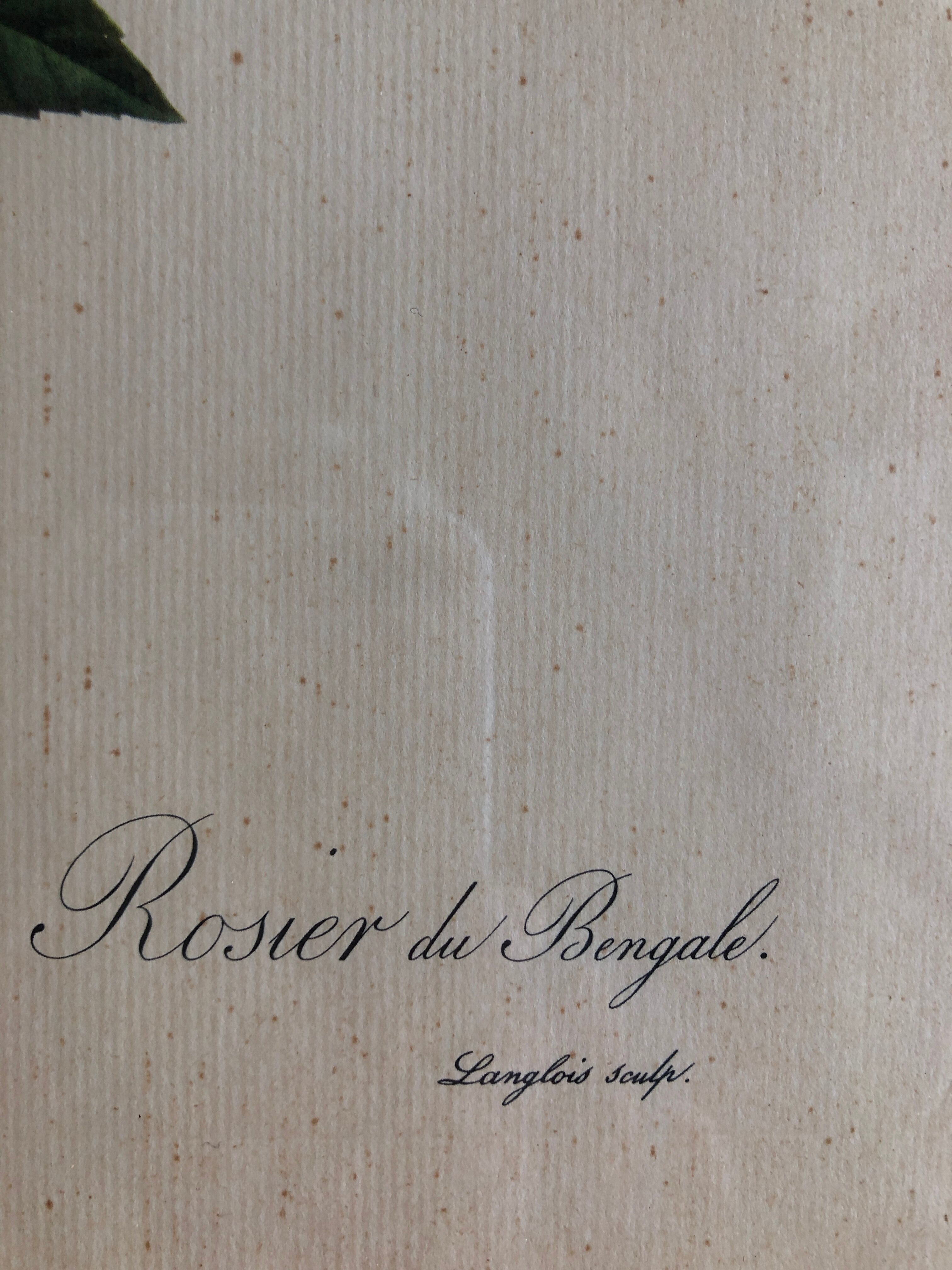 Botanical plank under glass Dreaded Bengal Rose