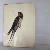 Bird ornithological board