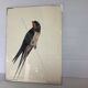 Bird ornithological board