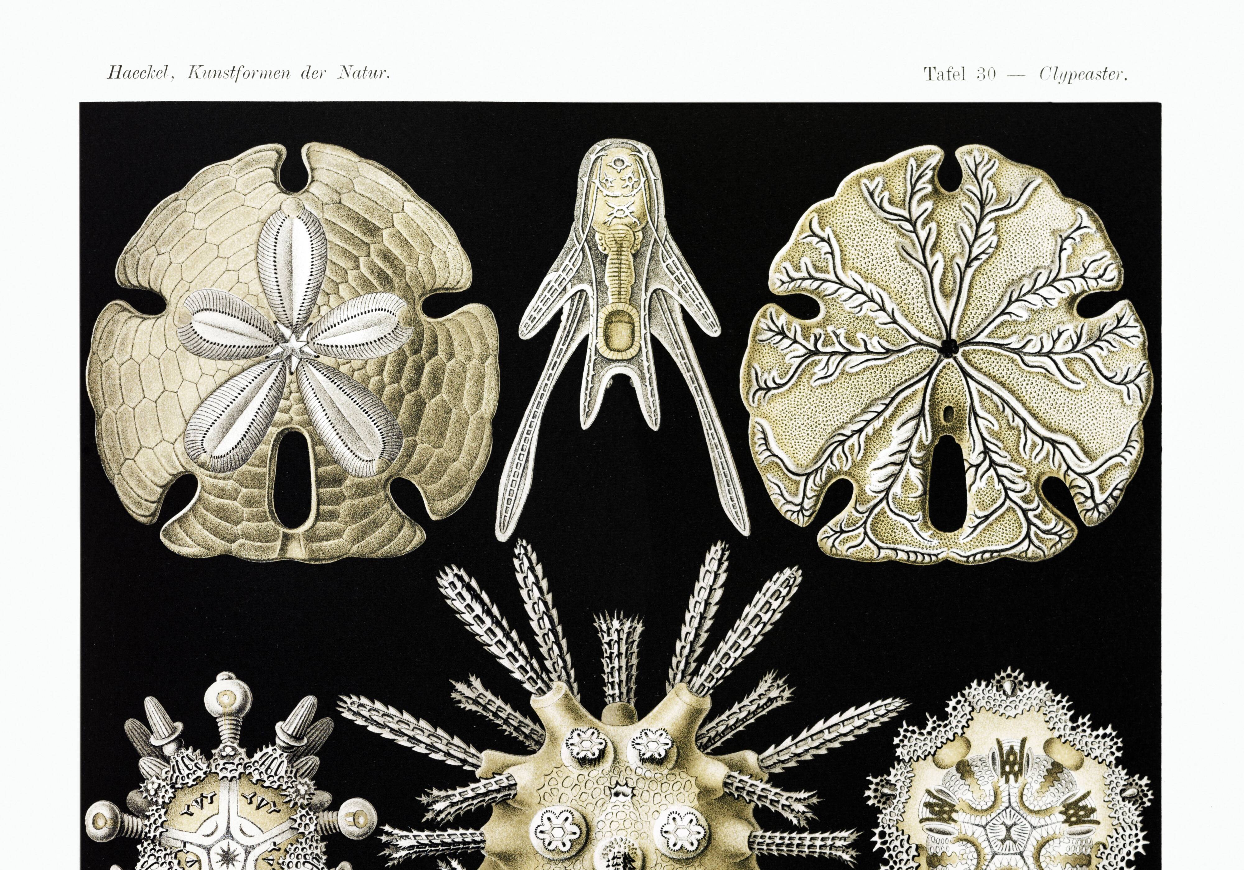 Poster about sea urchins, based on an old lithograph from 1904.