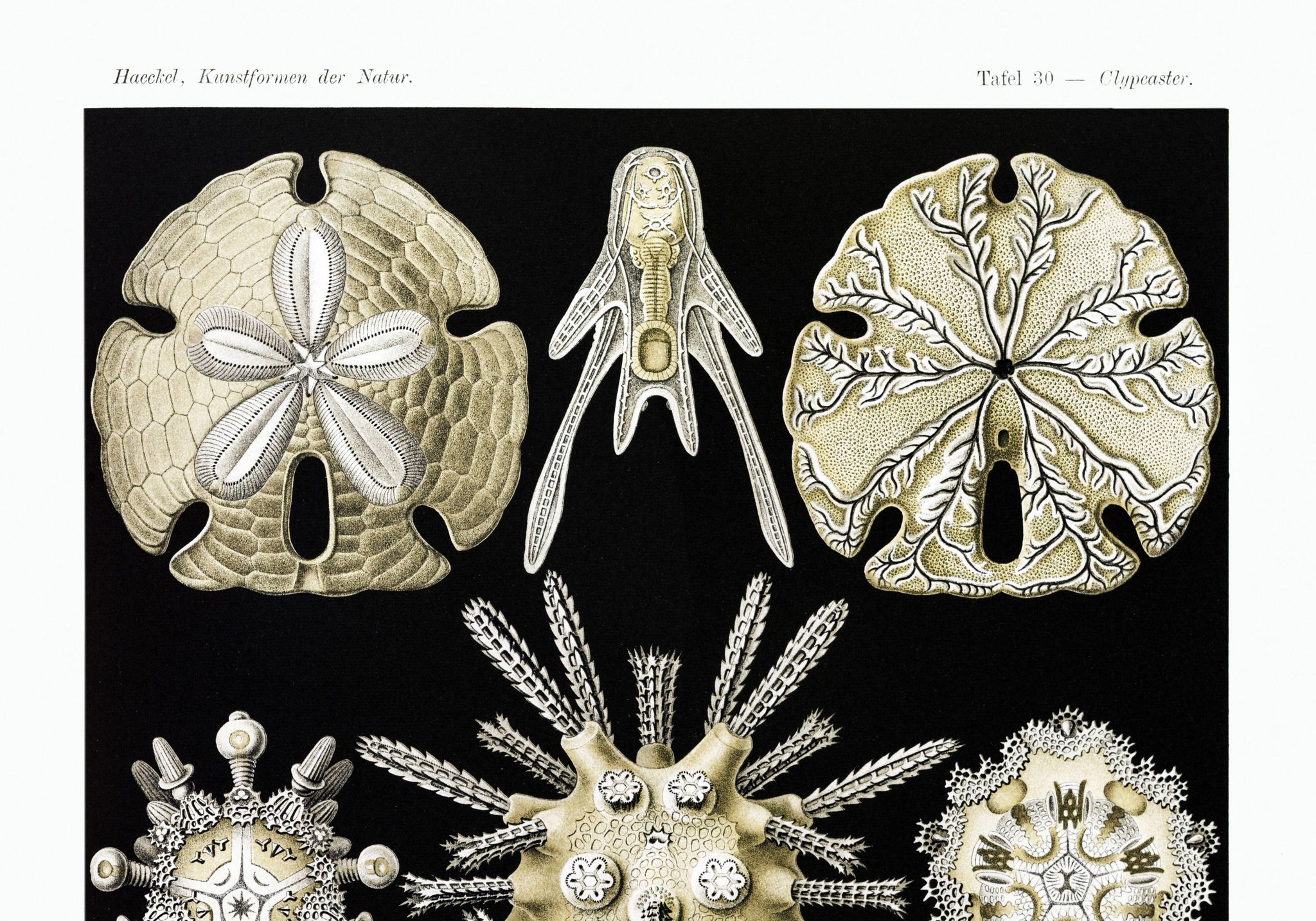 Poster about sea urchins, based on an old lithograph from 1904.