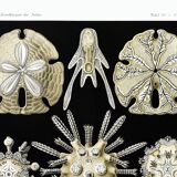 Poster about sea urchins, based on an old lithograph from 1904.