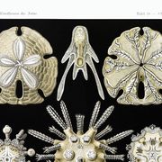 Poster about sea urchins, based on an old lithograph from 1904.