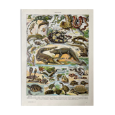 Illustration ancienne "Reptiles"