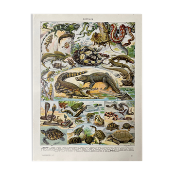 Illustration ancienne "Reptiles"