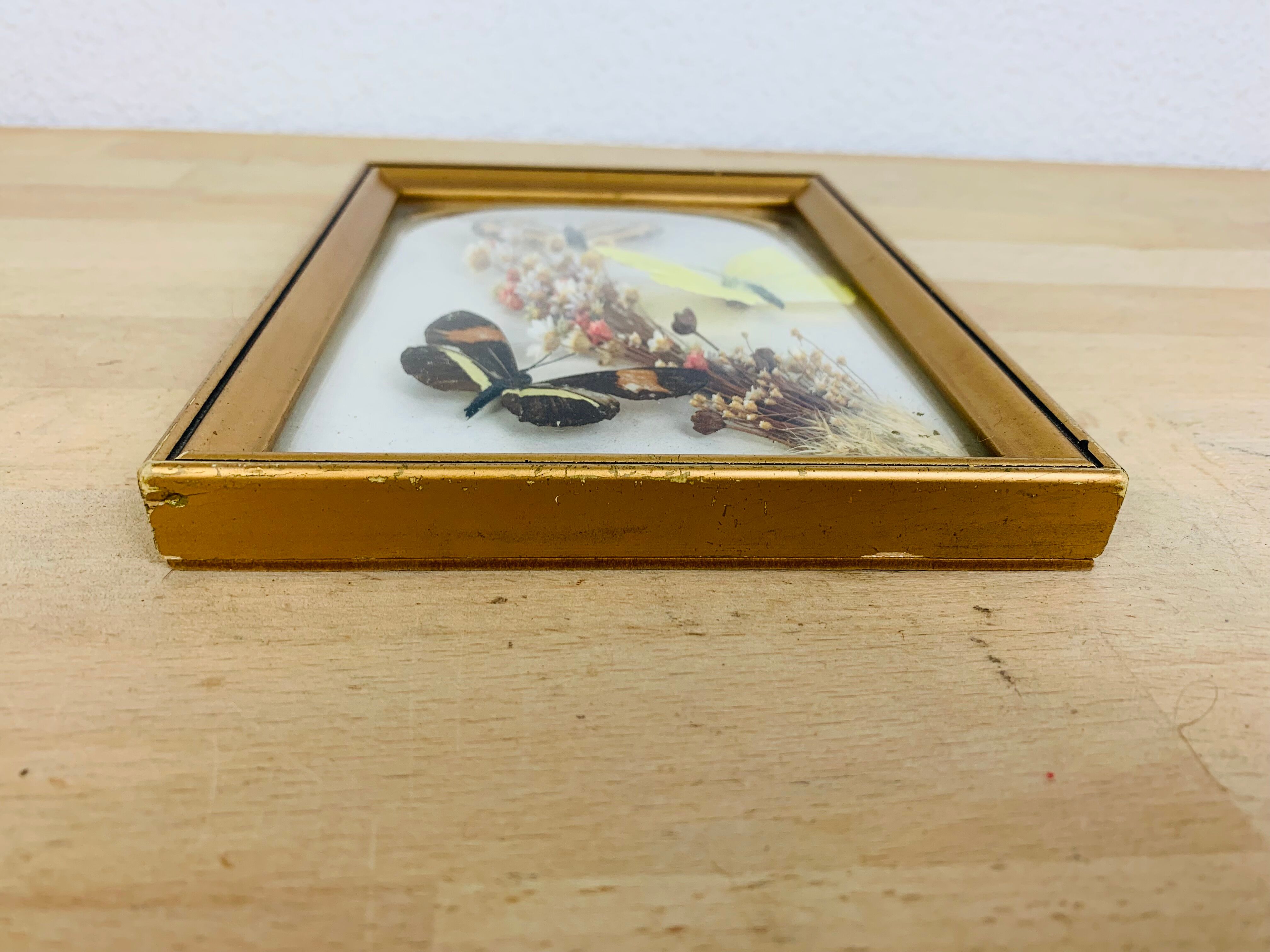 Vintage naturalized butterfly frame 19.5 x 14.5 cm
