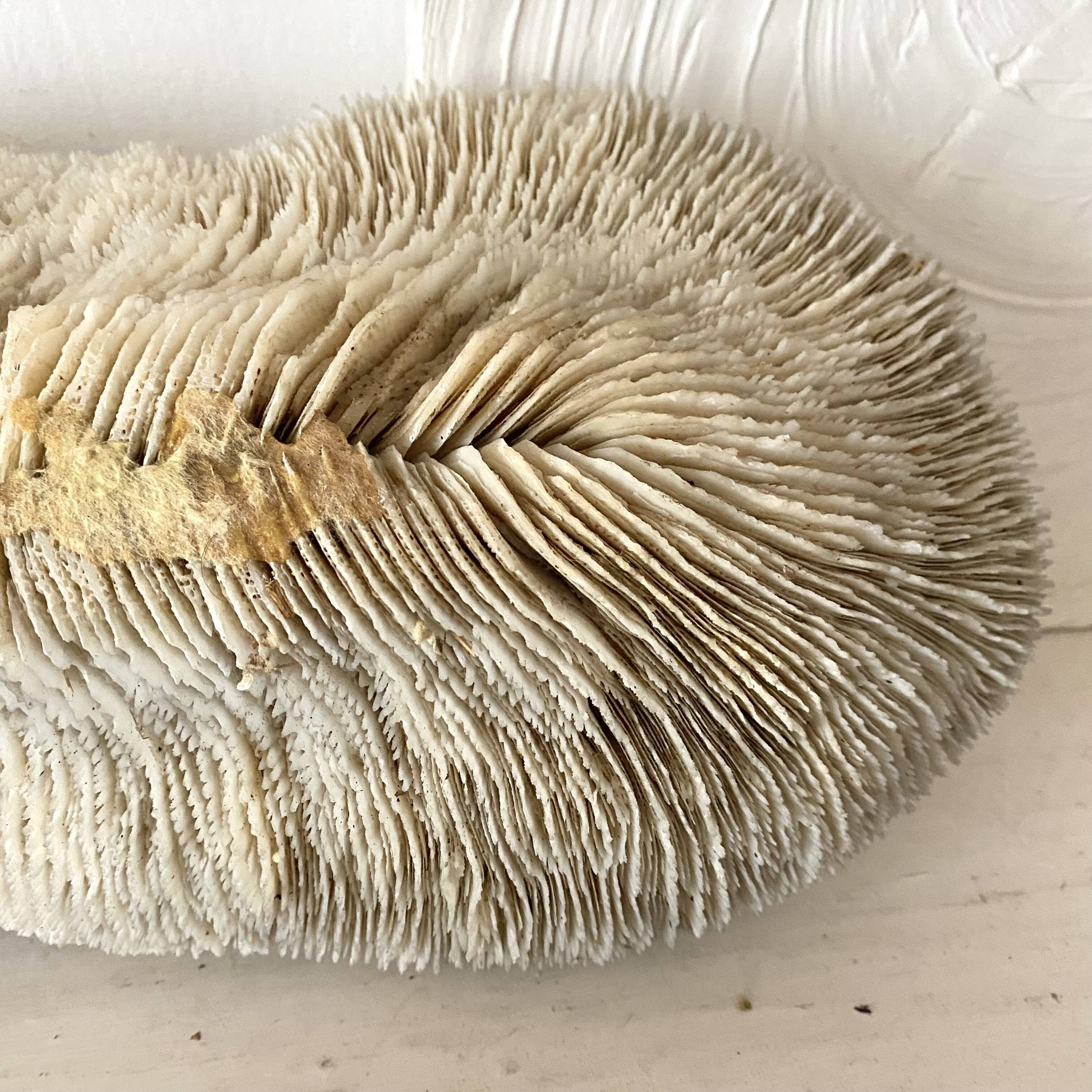 Large "shark cushion" coral 39cm