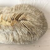 Large "shark cushion" coral 39cm