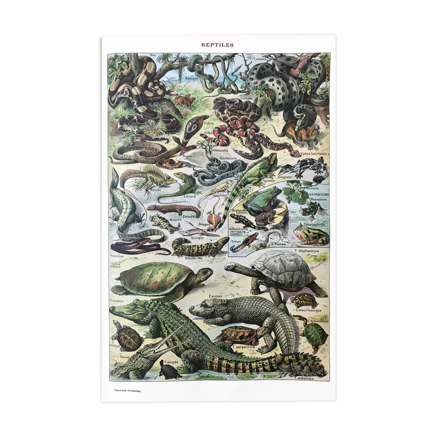 Authentic old reptile animal plank
