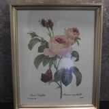 Botanical board framed PJ Dreaded