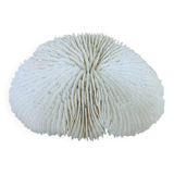 Natural White Fungia Coral