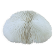 Natural White Fungia Coral
