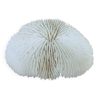 Natural White Fungia Coral
