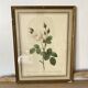 Botanical plate of white rose flowers framed.