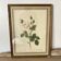 Botanical plate of white rose flowers framed.