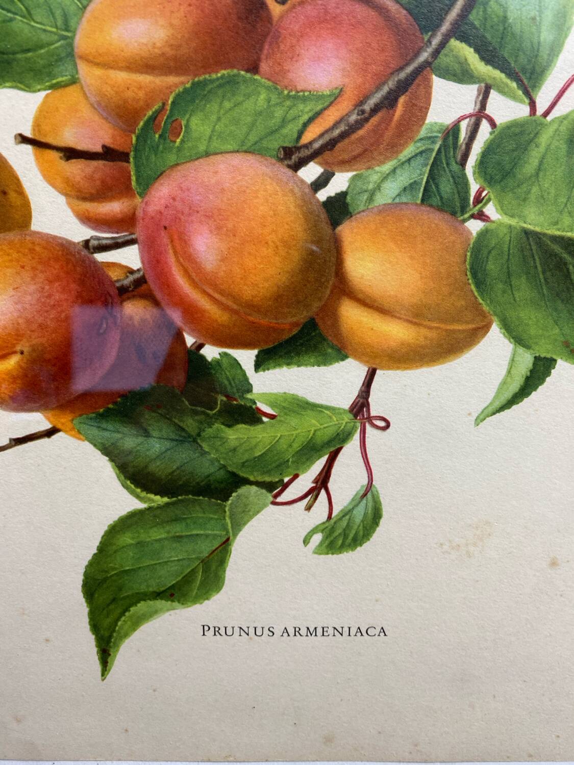 Affiche botanique, Prunus Armeniaca