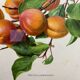 Affiche botanique, Prunus Armeniaca