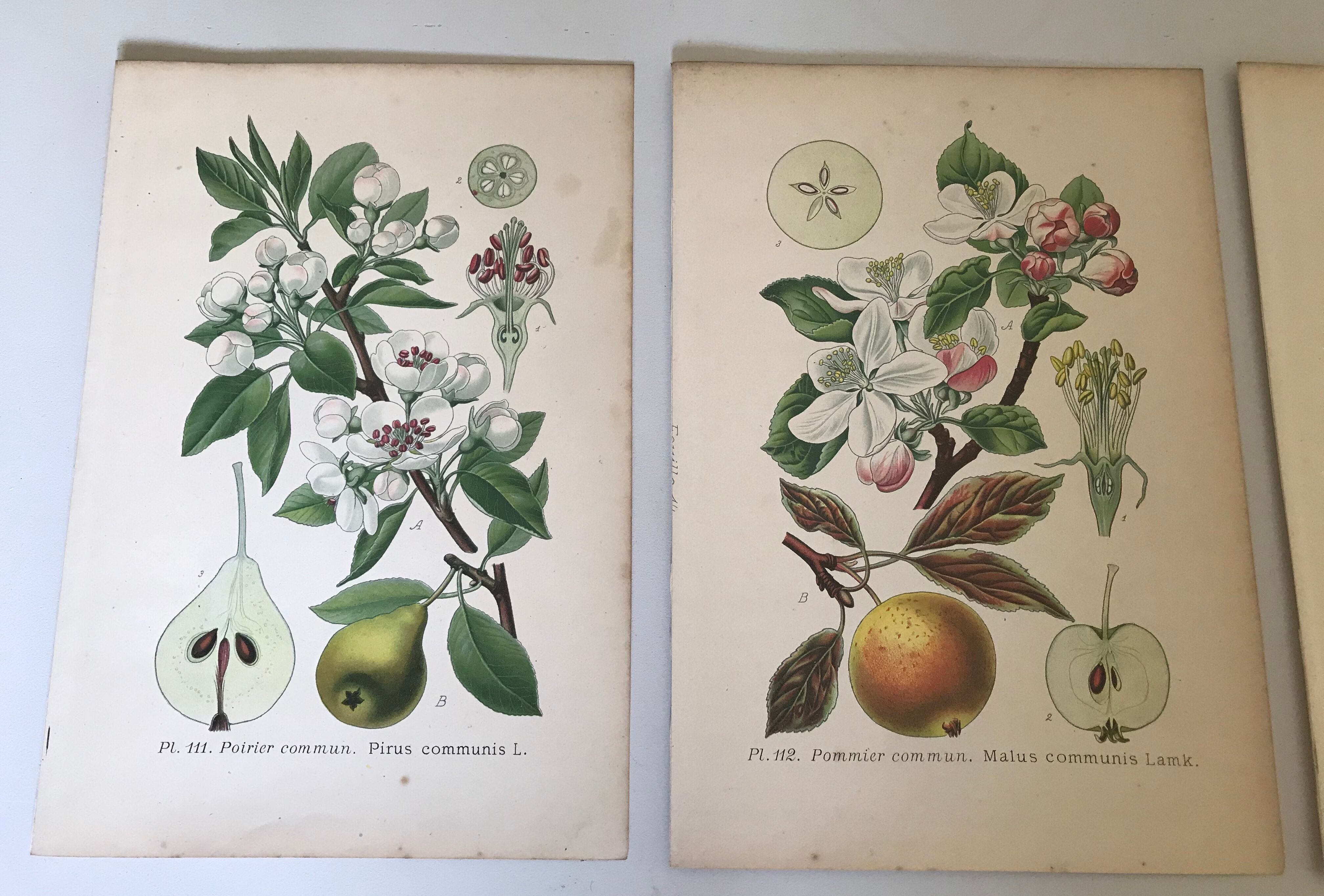 Botanical fruit boards 1891