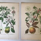 Botanical fruit boards 1891