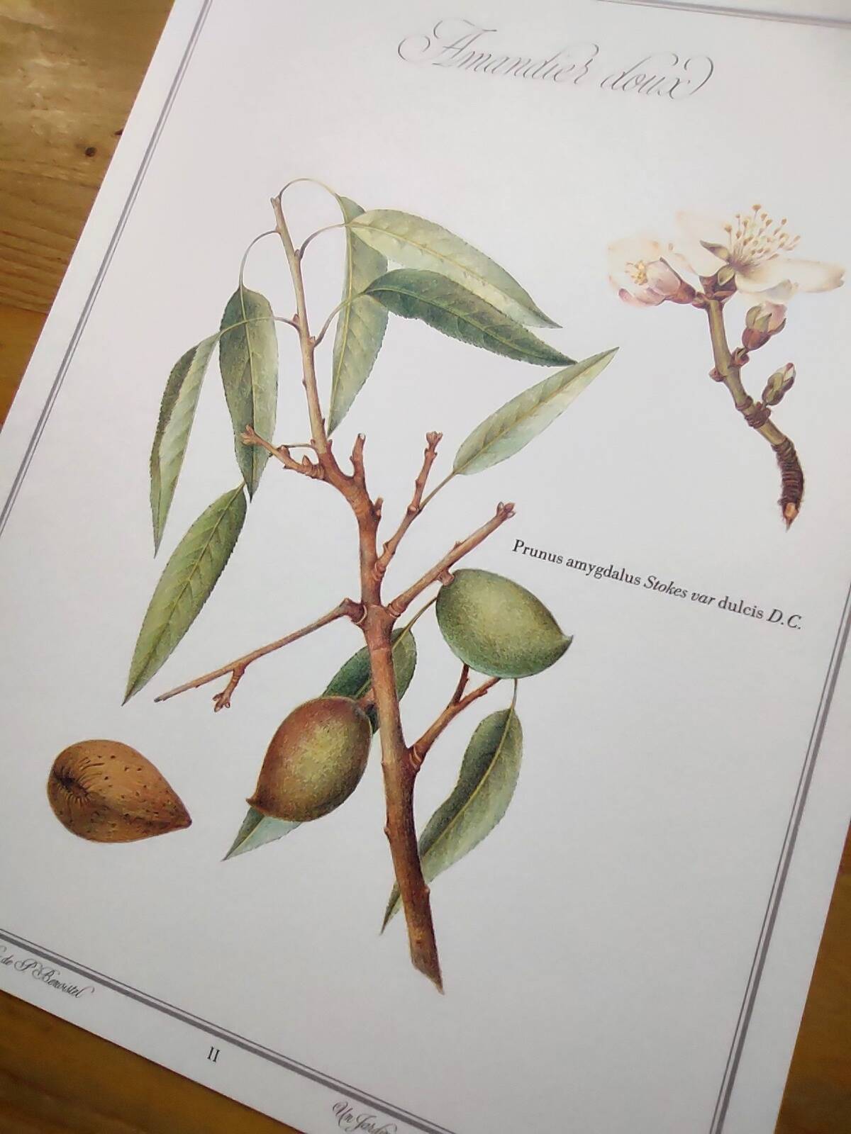 Botanical board -Sweet Almond- Illustration of medicinal plants and herbs