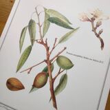 Botanical board -Sweet Almond- Illustration of medicinal plants and herbs