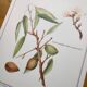 Botanical board -Sweet Almond- Illustration of medicinal plants and herbs