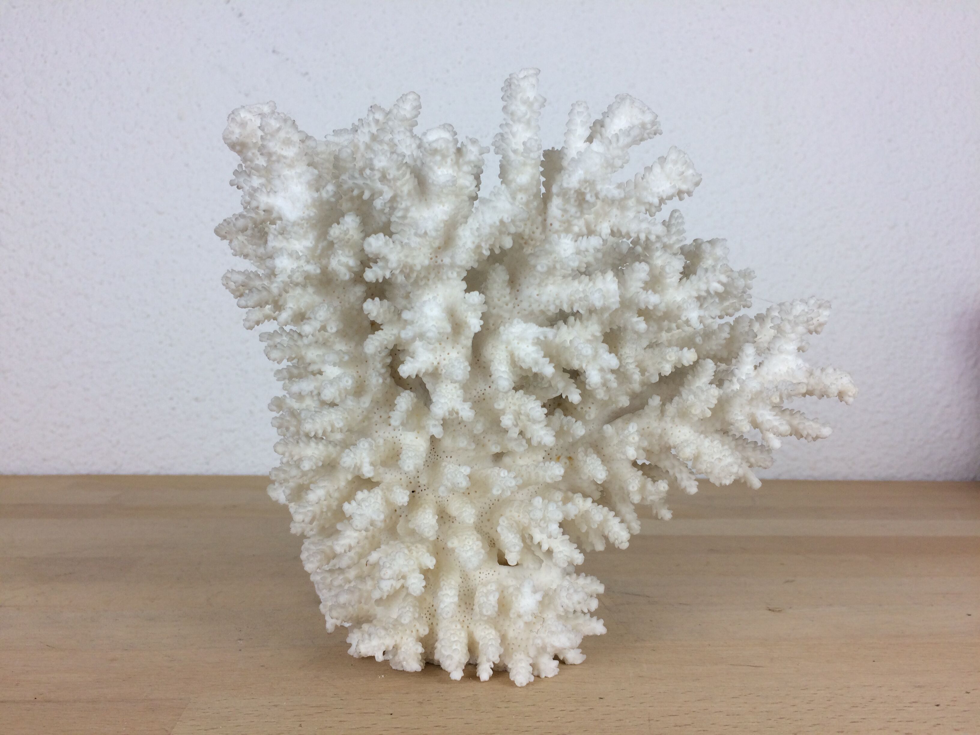 Natural ancient white coral 20 cm