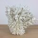 Natural ancient white coral 20 cm