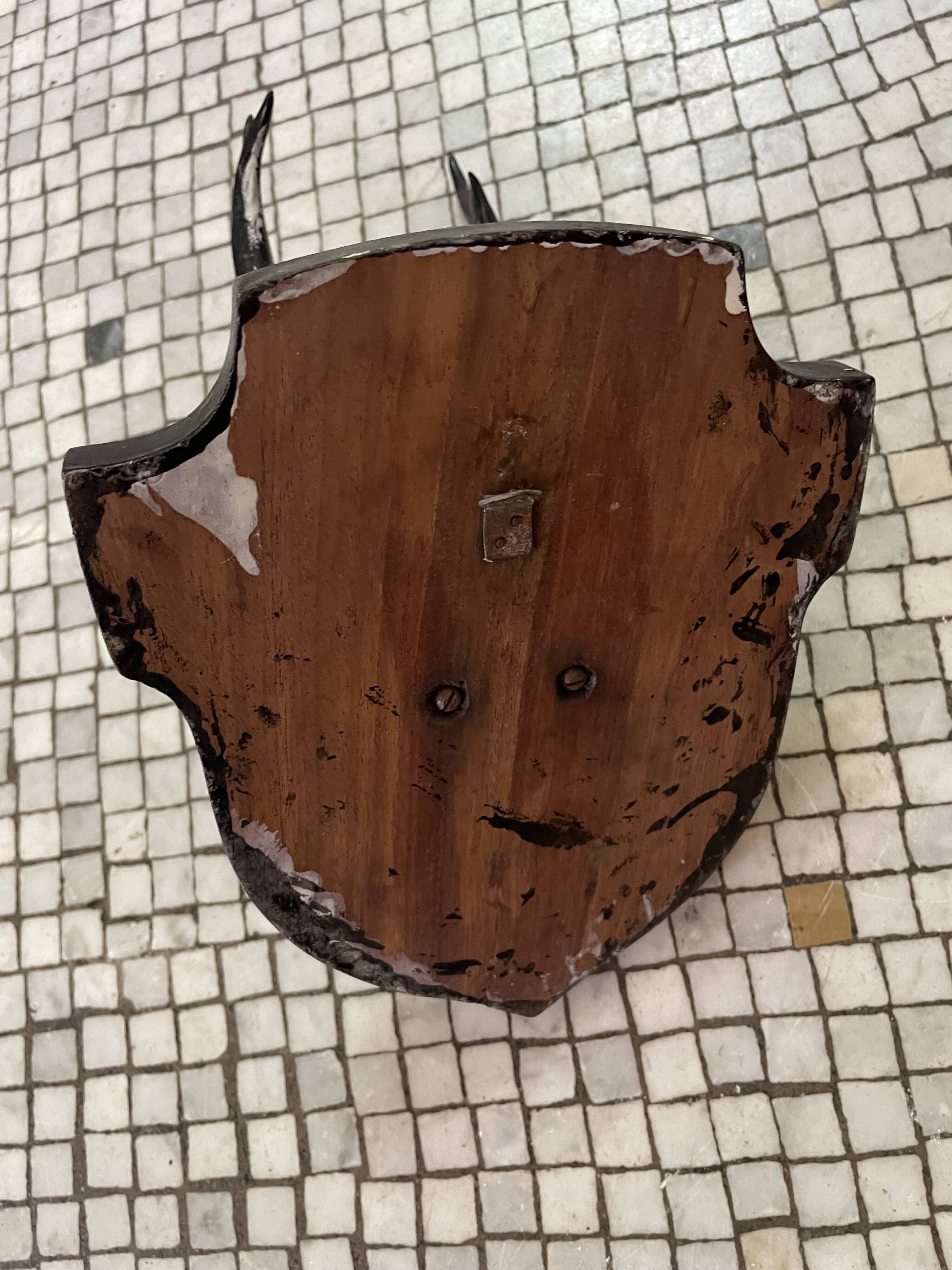 Hunting trophy