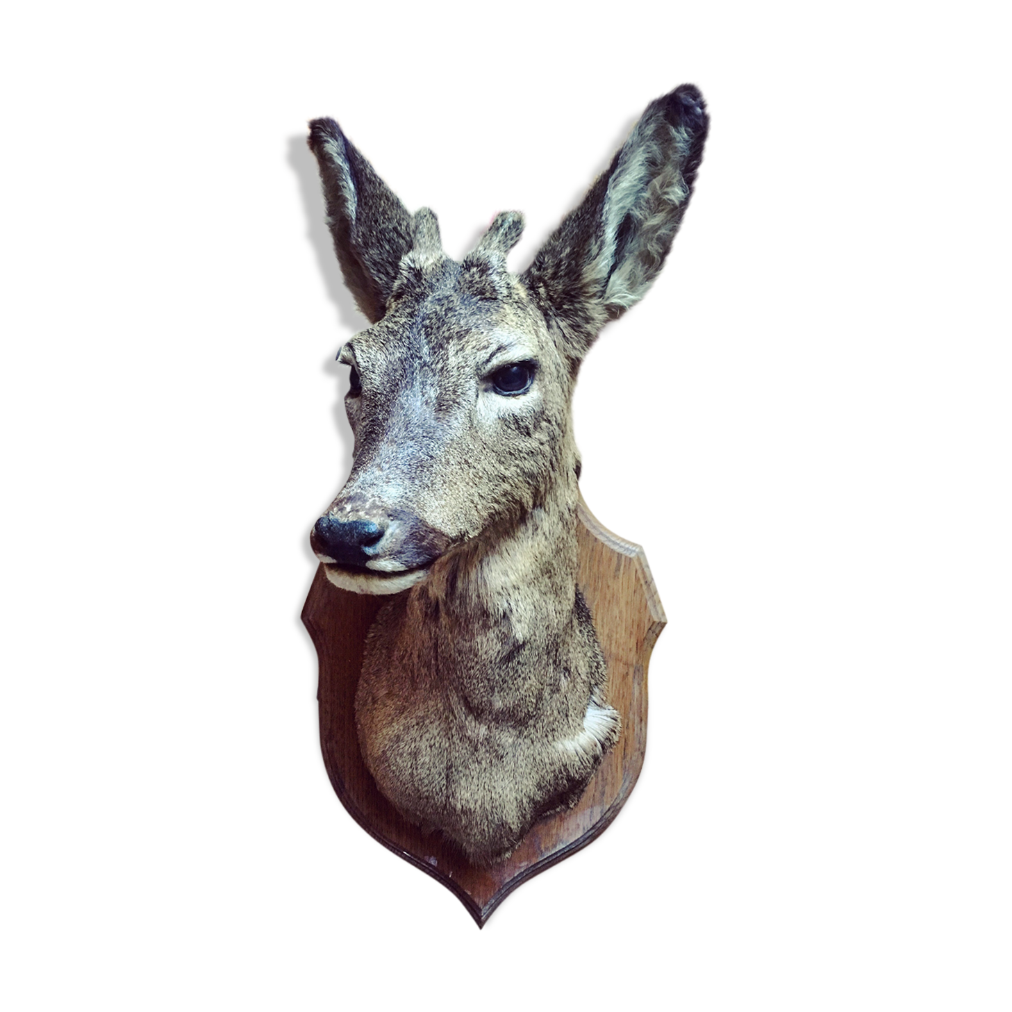 Taxidermy. Young deer. Hunting trophy. 1960's. Decoration cottage, cabin, country house. Curiosity cabinet