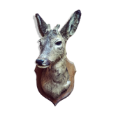 Taxidermie jeune chevreuil trophée de chasse 1960's. décoration chalet, cabane, maison de campagne. cabinet de curiosité