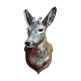 Taxidermy. Young deer. Hunting trophy. 1960's. Decoration cottage, cabin, country house. Curiosity cabinet