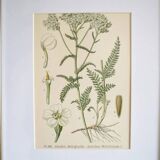 Botany under frame Yarrow