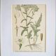 Botanique sous cadre Achillée millefeuilles