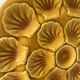 Large shell dish from the 1950s