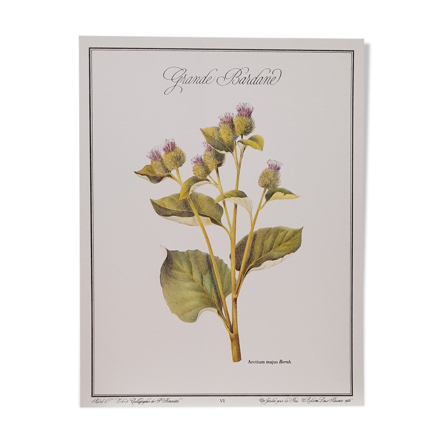 Great Bardane botanical board