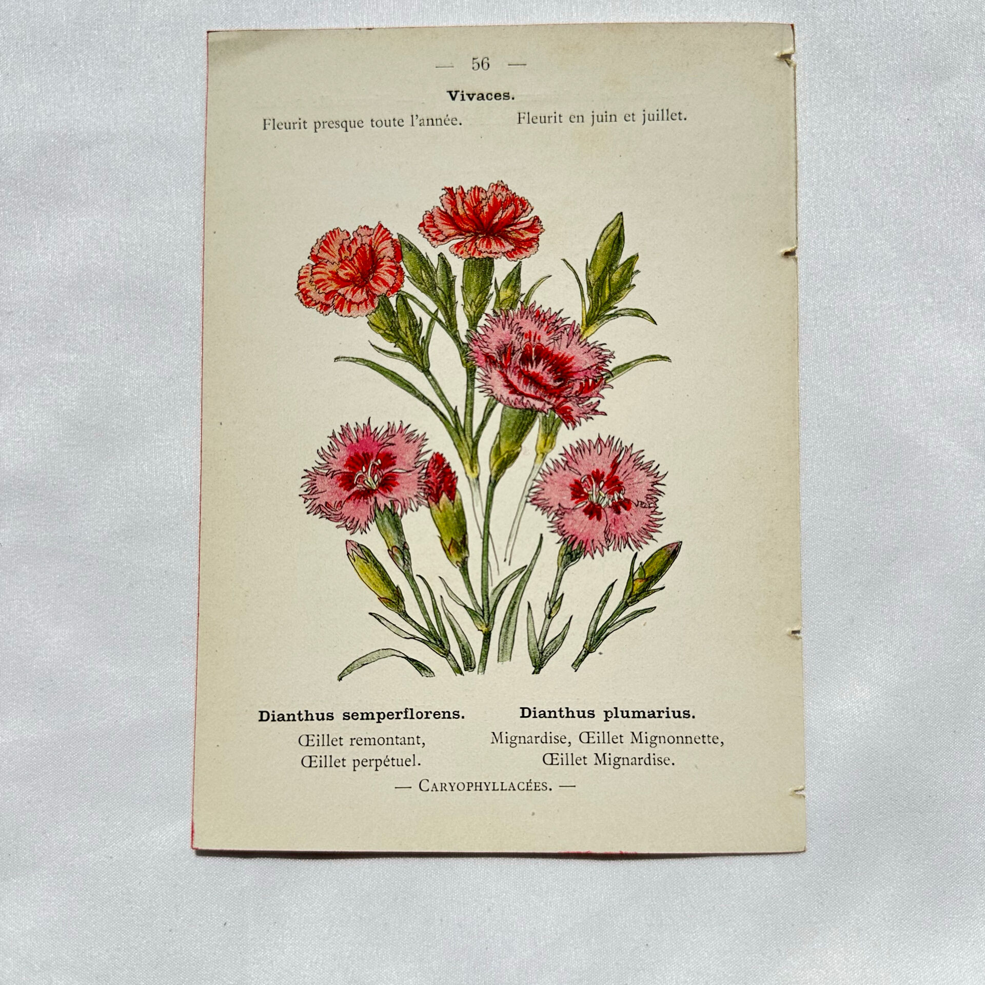 Botanical engraving naturalist work 1800 scientific publication