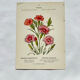 Botanical engraving naturalist work 1800 scientific publication